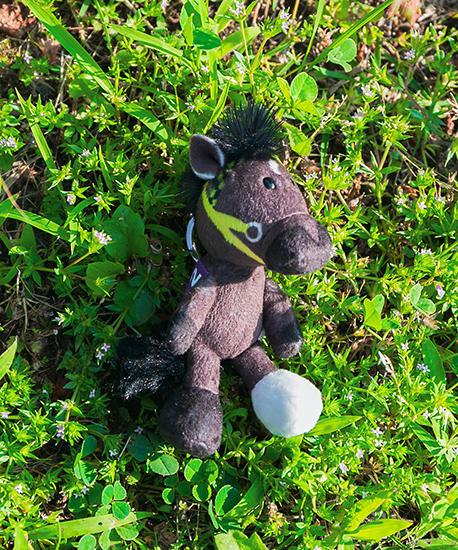 【NICI(ニキ)】 ダービー