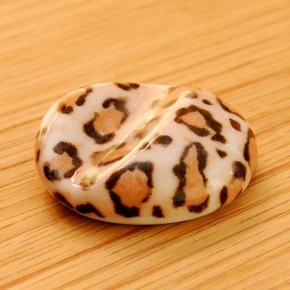 ݱ ҥ祦ʥ֥饦 3.9cm ¿ Ȥ֤ ֥饦 ѥ ̳ Ȥޤ YK-hh0027-leopardb