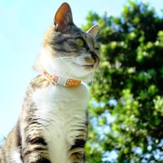 NEKOKURA MAEKETͥޡå ǭμ