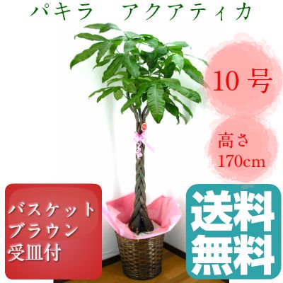 贈答用】 観葉植物 パキラ 発財樹 10号鉢 大型 - 瀬戸内オーキッド ギフトショップ