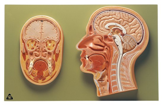 頭部断面模型2種【送料無料】 - 京都科学オンラインショップ