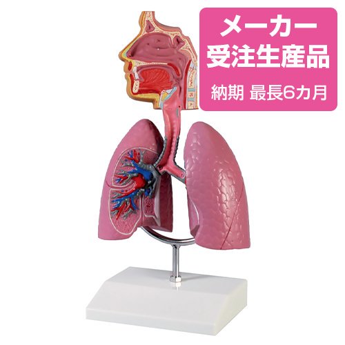 予約販売】呼吸器系モデル - 京都科学オンラインショップ