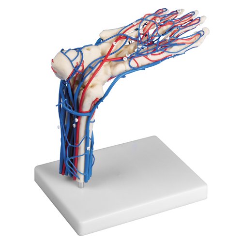 最短当日出荷〉足の血管モデル - 京都科学オンラインショップ