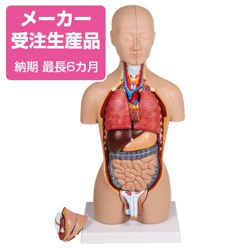 予約販売】人体解剖モデル1/2倍大 - 京都科学オンラインショップ
