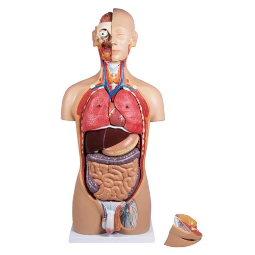 最短当日出荷〉人体解剖モデル - 京都科学オンラインショップ