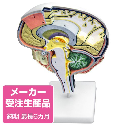 予約販売】脳切開モデル - 京都科学オンラインショップ