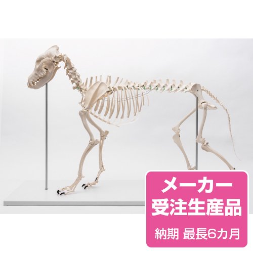 予約販売】犬の骨格モデル - 京都科学オンラインショップ