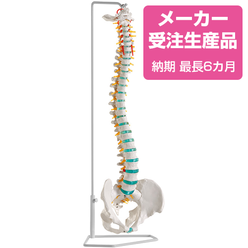 予約販売】脊椎モデル - 京都科学オンラインショップ