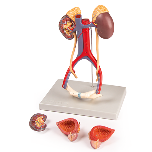 〈最短当日出荷〉泌尿器系統モデル - 京都科学オンラインショップ