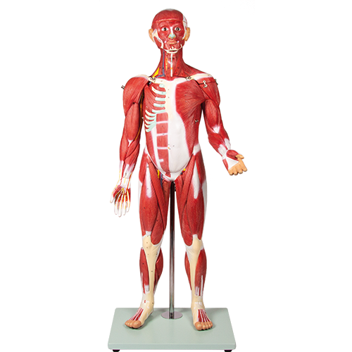 最短当日出荷〉全身人体解剖モデル1/2倍大 - 京都科学オンラインショップ
