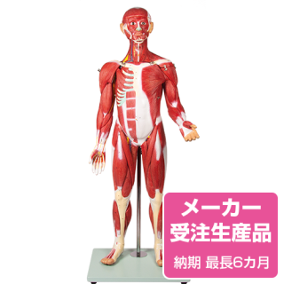 Erler-Zimmer社製の人体模型