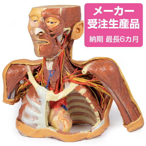NEW！頭部から胸部の解剖 | 京都科学