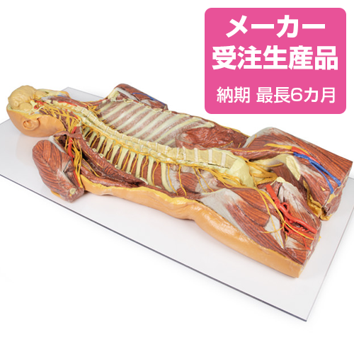 NEW！腹部後壁と大腿 | 京都科学