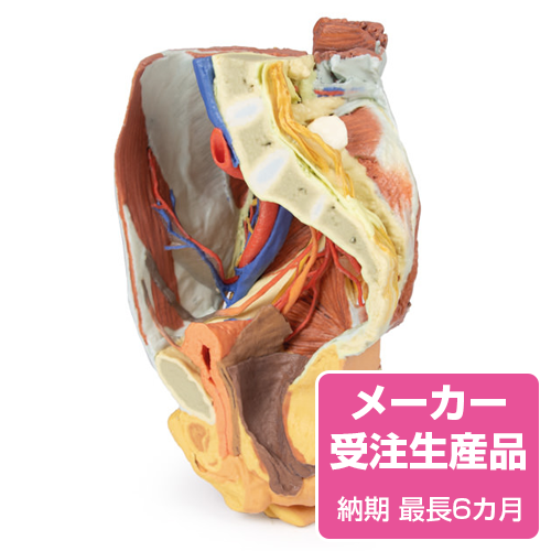NEW！女性の右骨盤 | 京都科学