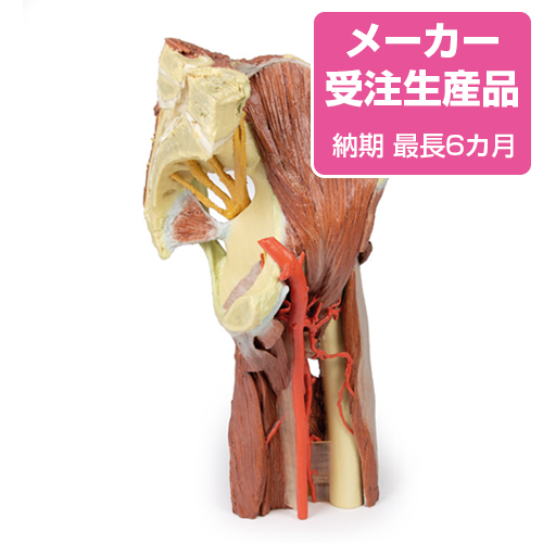 予約販売】左骨盤と大腿部の深層解剖 - 京都科学オンラインショップ