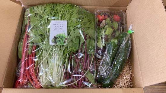 夏野菜セット - 阿蘇蔵農園