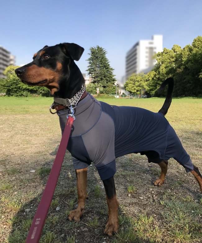 グリーンボウル【GREEN BOWL】Stretch Smooth Dog wear