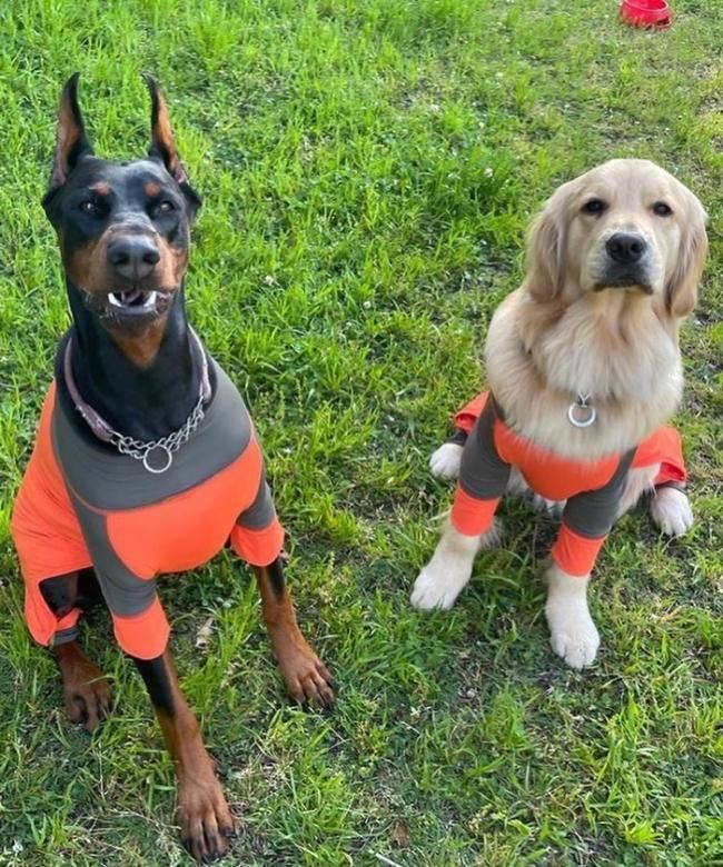 Clothes for outlet doberman