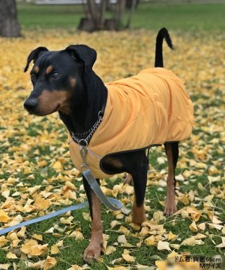 グリーンボウル【GREEN BOWL】Nylon×Fleece Jacket Dog wear/ 中･大型犬