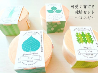 栽培セット｜Japanese GreenStyle WAPPA 和っ葉栽培セット 【日本製】／コネギ