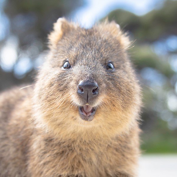 quokka ܥХ䡼