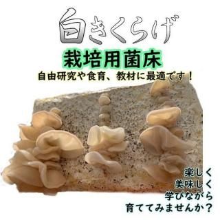 򤭤餲ݶݾ3ĥåȤξʲ