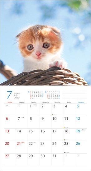 猫が邪魔で何も見えないカレンダー Amazon.co.jp: アクティブコーポレーション 2025年 カレンダー