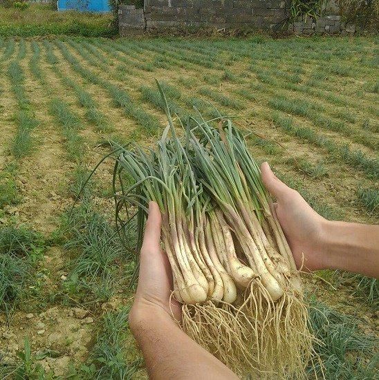 シャキシャキ！島らっきょう4kg 楽天市場】無農薬 島らっきょうの通販