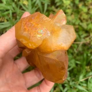 եեɡ֥ݥͭǥҡ顼(ꥫ󥽡)