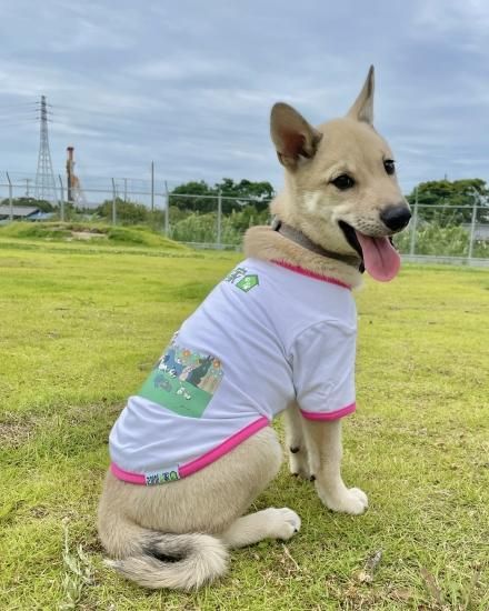 さかがみ家オンラインストア｜さかがみ家