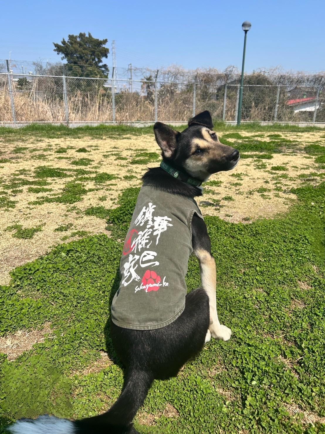 さかがみ家 犬の洋服 さかがみ家オンラインストア｜さかがみ家