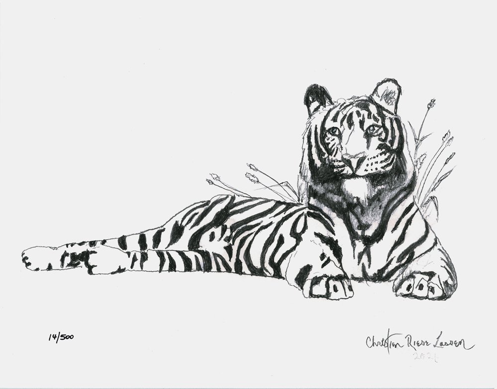 Tiger Sketch | クリスチャン・ラッセン | アート・オブ・ライフ 株式会社 | 日本正規販売代理店