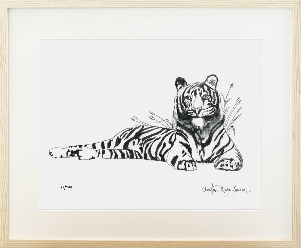 Tiger Sketch | クリスチャン・ラッセン | アート・オブ・ライフ 株式会社 | 日本正規販売代理店