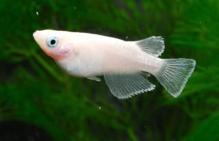 アクアライフ　まとめ売り 月刊アクアライフ 2021年 04 月号 アピストグラマ AtoZ |本