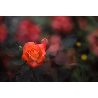 ポストカード【紅い薔薇】*b_c