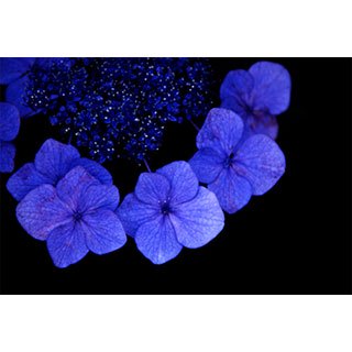 ポストカード【黒に浮かぶ青い紫陽花】*b_c
