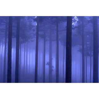 ポストカード【霧が覆う木々の中】*b_c