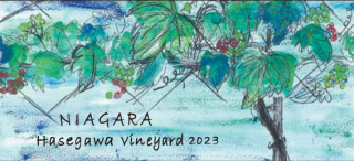 NIAGARA　Hasegawa　Vineyard  2023(ナイヤガラ　ﾊｾｶﾞﾜｳﾞｨﾝﾔｰﾄﾞ）