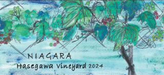 NIAGARA Hasegawa Vineyard (ʥ䥬顡ϥ䡼ɡ2024