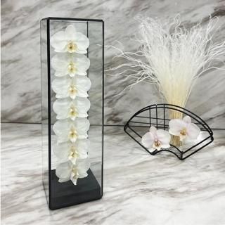 胡蝶蘭のドライフラワー専門店 Online Shop