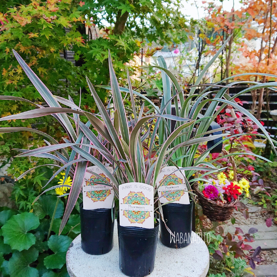 ニューサイラン ピンクストライプ - 植物/観葉植物