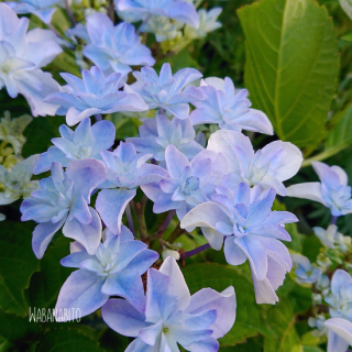 【SALE】大栄花園さんの紫陽花「空海（くうかい）」
