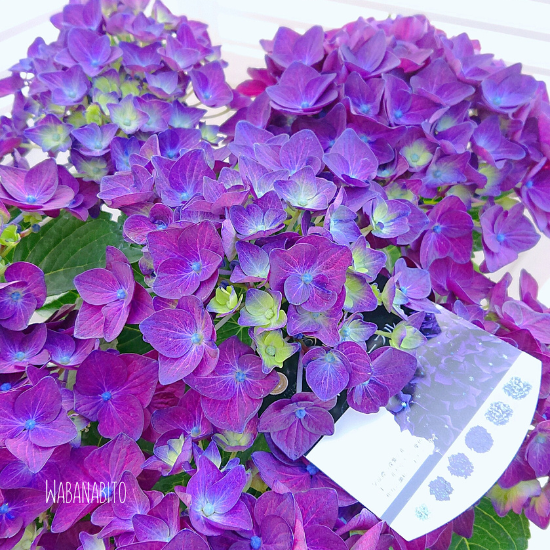 希少大人気】紫陽花「ディープパープル」秋色紫陽花としても楽しめます