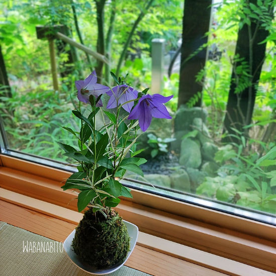 風流インテリア】ギャザリング苔玉 和モダン花屋の苔玉アレンジ 和モダン花屋：和花人（wabanabito）