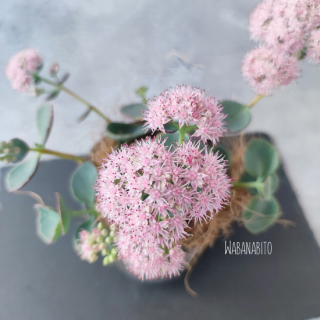 【美しいピンクの花】越中ミセバヤ