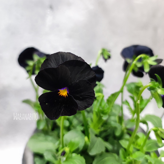 黒花オシャレ】ビオラ「ブラックデライト」|シックな黒色の花が魅力の多花性品種 - 和モダン花屋：和花人（wabanabito）