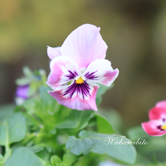 大人気！】鳥取県の花夢園芸さんオリジナルビオラ | 複数植えでお花畑