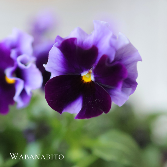 【大人気！】鳥取県の花夢園芸さんオリジナルビオラ | 複数植えでお花畑のような美しさ - 和モダン花屋：和花人（wabanabito）