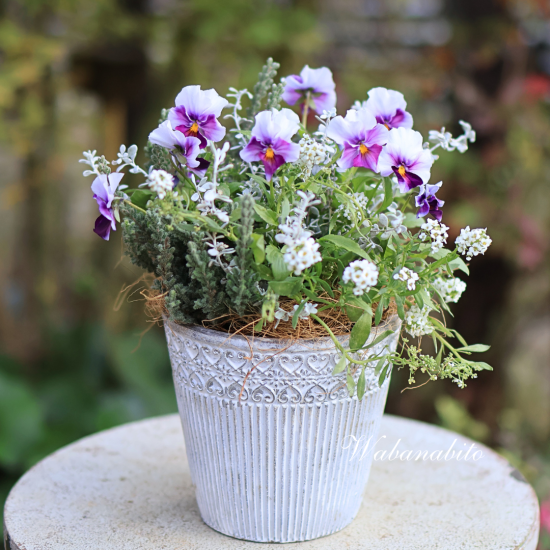 花夢園芸さんのビオラを使ったふわふわギャザリング寄せ植え | 冬の庭