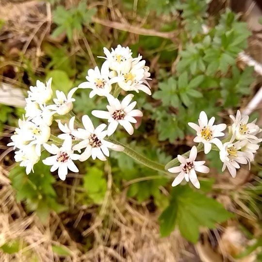 山野草の育て方 | Natural Plants 葉波